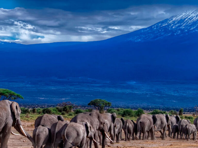 Africa's tallest peak, Mount Kilimanjaro, stands in Tanzania, 160 km from Kenya. One of the Seven Summits, it reaches 5,895 meters, a dormant volcano last active 200 years ago.