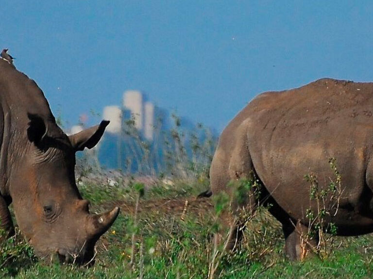 Nairobi National Park, within the city, houses diverse wildlife - lions, giraffes, and more. Close to the business district, it's a vital conservation site alongside being a tourist attraction.