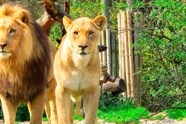 Natal Lion Park, near Pietermaritzburg and Durban, South Africa, offers close-up views of lions, zebras, giraffes, and rhinos. It's a key conservation area and popular tourist destination for observing endangered lions.