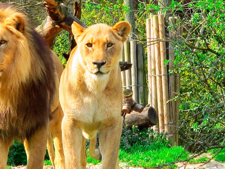 Natal Lion Park, near Pietermaritzburg and Durban, South Africa, offers close-up views of lions, zebras, giraffes, and rhinos. It's a key conservation area and popular tourist destination for observing endangered lions.