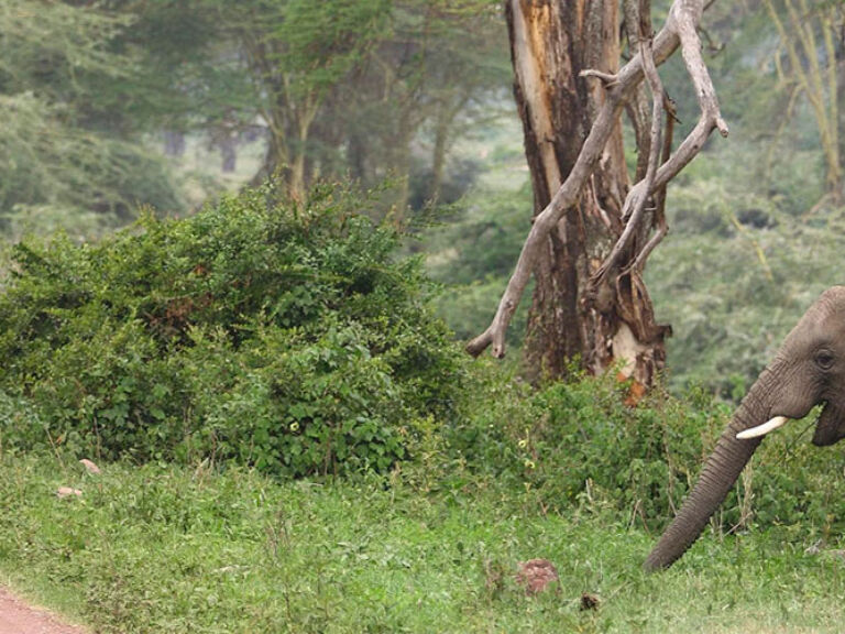 Ngorongoro Crater Safari Park in Tanzania is renowned for the Big Five and diverse wildlife. The best time to visit is between December and March for cooler weather and active animals.