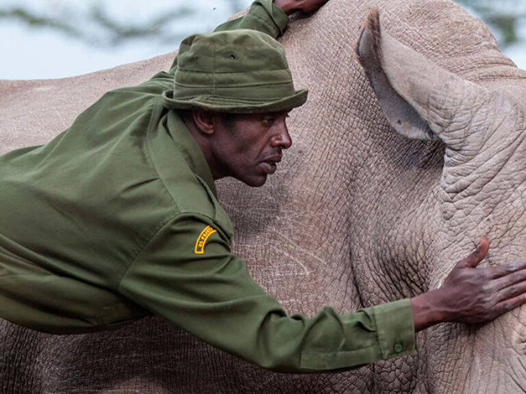 Ol Pejeta Conservancy, Kenya's model for conservation, leads in wildlife protection and habitat preservation. Committed to sustainable livelihoods and reducing human-wildlife conflict, it's a vital voice for conservation in Africa.