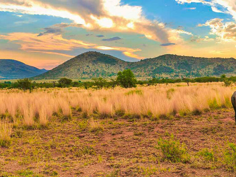 Nestled in South Africa's North West Province, Pilanesberg National Park hosts diverse wildlife such as lions, elephants, and rhinos, along with numerous bird species, attracting both wildlife enthusiasts and birdwatchers. Open year-round, the park offers hiking, camping, and exciting game drives.