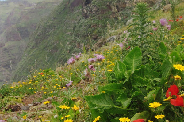 Ponta do Pargo is the westernmost point of Madeira, where many visitors go, attracted by the idea that between them and the east coast of America there is nothing more than a hundred miles of ocean. The lighthouse perched on high cliffs over the sea is a highlight of this charming viewpoint.