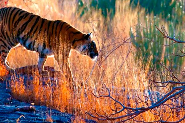 Ranthambore National Park in Sawai Madhopur, Northern India, covers 1,334 sq km. It's famed for its rich biodiversity, including tigers, leopards, and sloth bears.