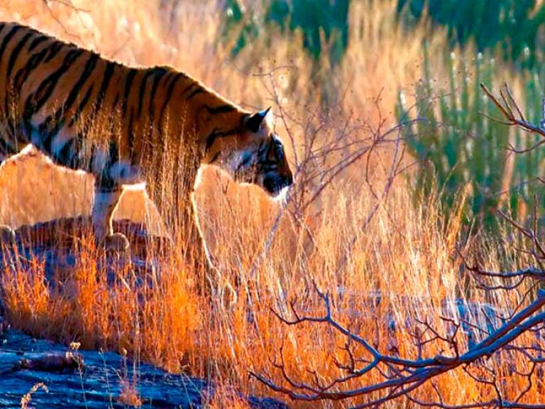 Ranthambore National Park in Sawai Madhopur, Northern India, covers 1,334 sq km. It's famed for its rich biodiversity, including tigers, leopards, and sloth bears.
