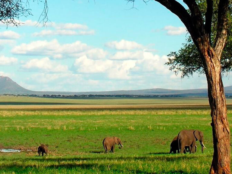 Tarangire National Park in Tanzania, not Kenya, is renowned for its wildlife, including rare species and over 400 bird types. Best visited during the dry season, it offers a unique and beautiful experience year-round.