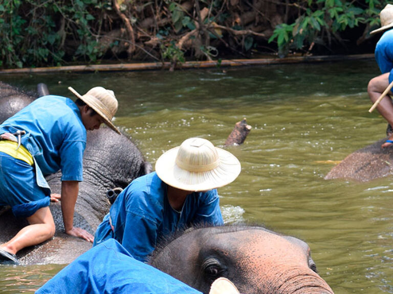 Thai elephant conservation center