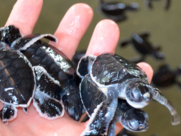 The Turtle Care Centre in Kosgoda is among 18 hatcheries on Sri Lanka's southern coast. Established in 1988, its goal is to shield turtles and their eggs from poachers. They collect eggs, incubate, and release turtles into the sea upon maturity. Open daily from 8am-5pm.