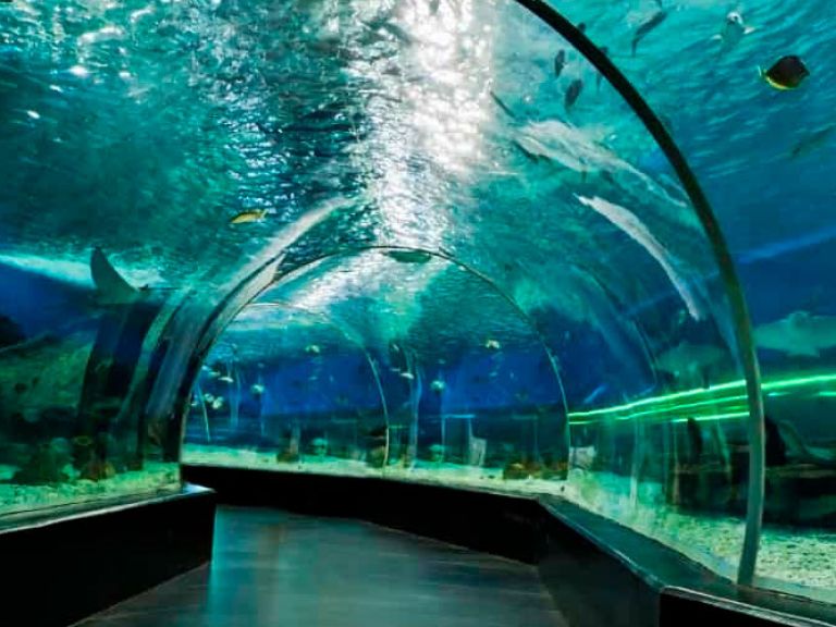 Located within Dubai Mall, the Dubai Aquarium & Underwater Zoo is among the world's largest indoor aquariums, showcasing over 300 marine species. Visitors can explore via an acrylic tunnel or glass-bottom boat.