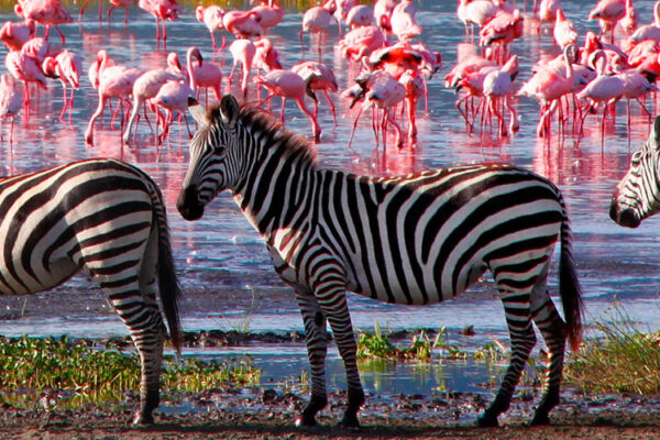 Lake Manyara National Park, situated between Lake Manyara and the Great Rift Valley in Tanzania, is renowned for its diverse wildlife, including lions and flamingos, and is a popular destination for safari holidays.