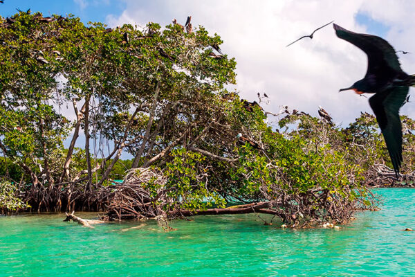 Explore Mexico's vast Sian Ka'an Biosphere Reserve in Quintana Roo, home to diverse wildlife, including jaguars, pumas, and over 500 bird species. A UNESCO World Heritage Site, it's vital for conservation.