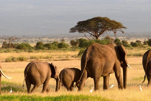 African elephants Amboseli National Park Kenya