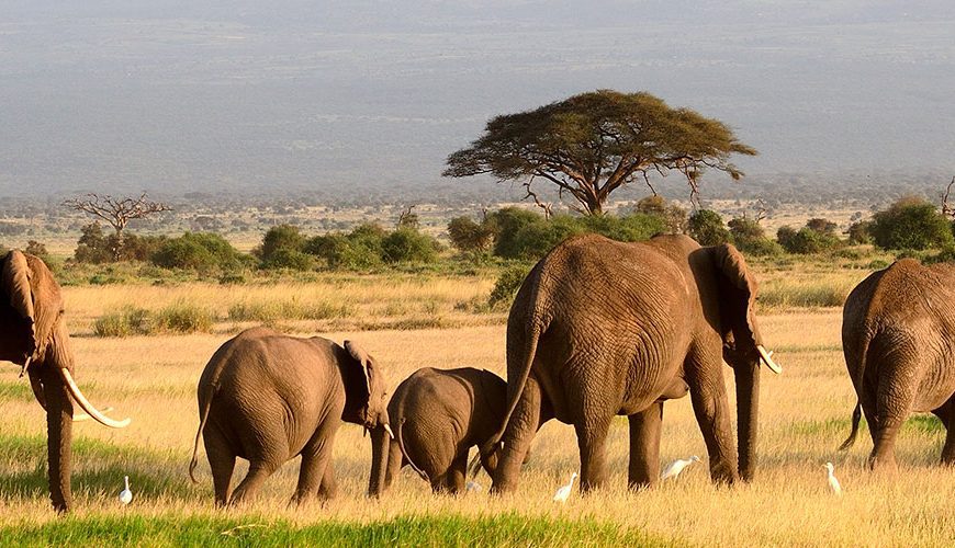 Kenya, located in East Africa, is a captivating country known for its diverse wildlife, stunning landscapes, vibrant culture...