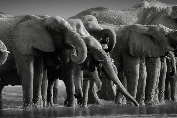 elephants herd against dark background, standing on the bank of river Chobe, drinking water. Botswana safari