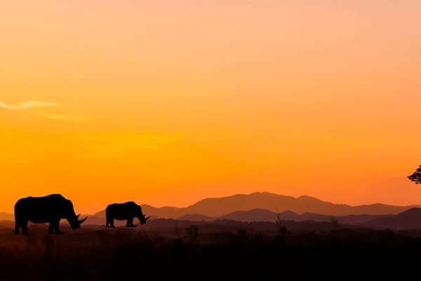 Sunset in Africa Safari with wild animals