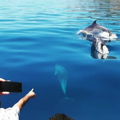 Sado River dolphin watching Arrabida