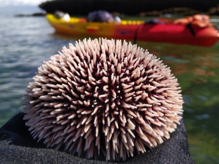 Kayak Adventure Arrábida - Get ready for a full day adventure to explore Arrábida Natural Park. We sail along an untouched...