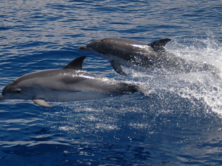 Half-day Catamaran Trip From Funchal: Aboard this sailing catamarans you will enjoy the beauty of the Madeira Island coast with comfort and stability. Possibility of watching Dolphins, Whales and Turtles. We stop for swimming during the summer; bar service available on board.