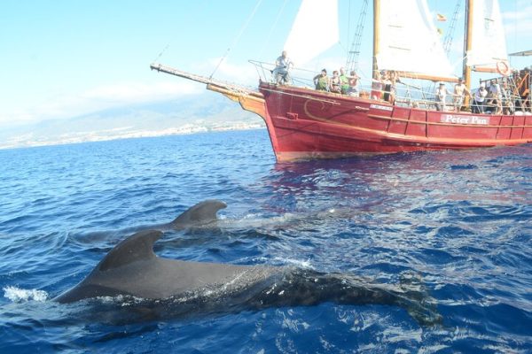 Tour with Whale Watching in Tenerife Peter Pan Boat
