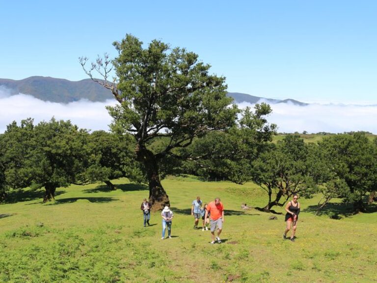 Northwest Terraces and Volcanic Pools 4×4 Full Day Tour - Explore the northwest side of Madeira in a 4x4 vehicle with an...