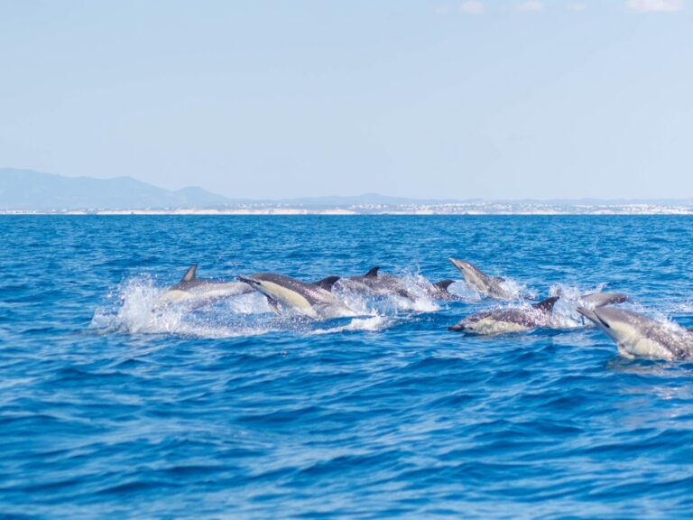 Dolphins And Caves - This trip of about two hours and thirty minutes, departing from Portimão Marina, offers two magnificent experiences: the observation of cetaceans (dolphins and whales) and the observation of our Algarve coast.