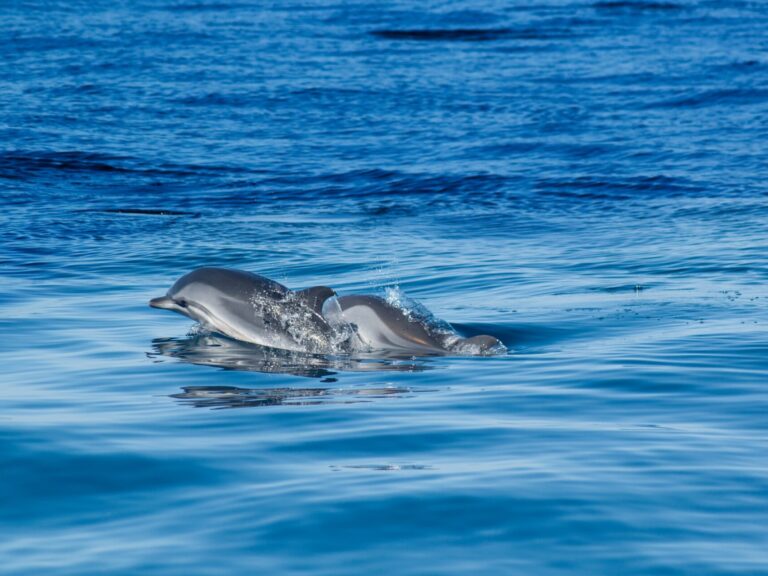 Dolphins And Caves - This trip of about two hours and thirty minutes, departing from Portimão Marina, offers two magnificent experiences: the observation of cetaceans (dolphins and whales) and the observation of our Algarve coast.