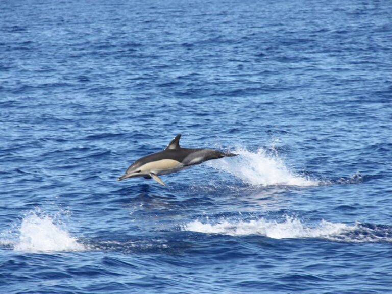 Half-day Catamaran Trip From Funchal: Aboard this sailing catamarans you will enjoy the beauty of the Madeira Island coast with comfort and stability. Possibility of watching Dolphins, Whales and Turtles. We stop for swimming during the summer; bar service available on board.