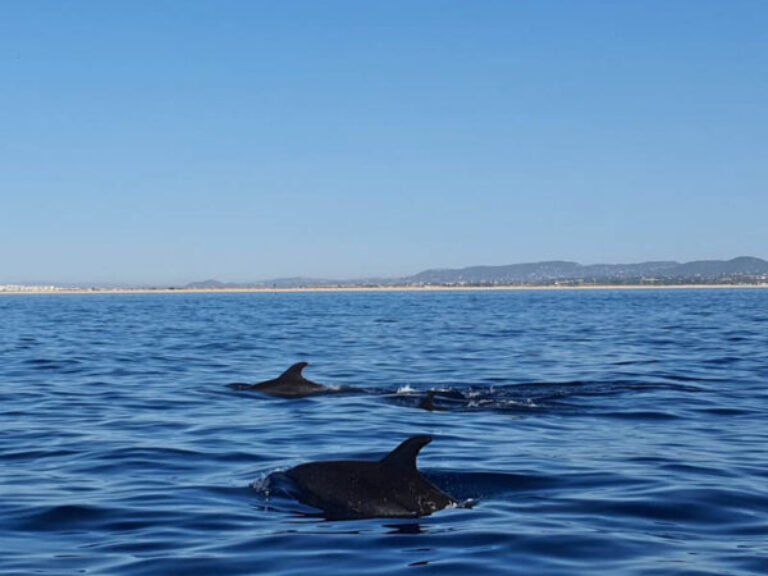 Cetacean Watching From Olhão.
