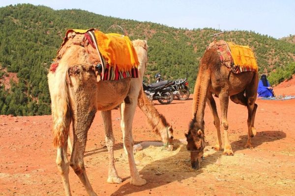 Camel Ride Day Trip in Atlas Mountains and Three Valleys Marrakech
