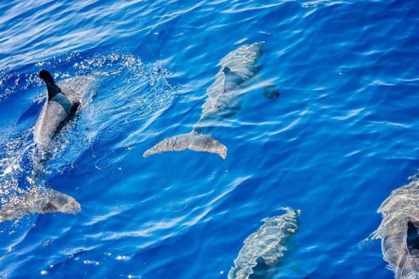 Sighting Of Cetaceans
