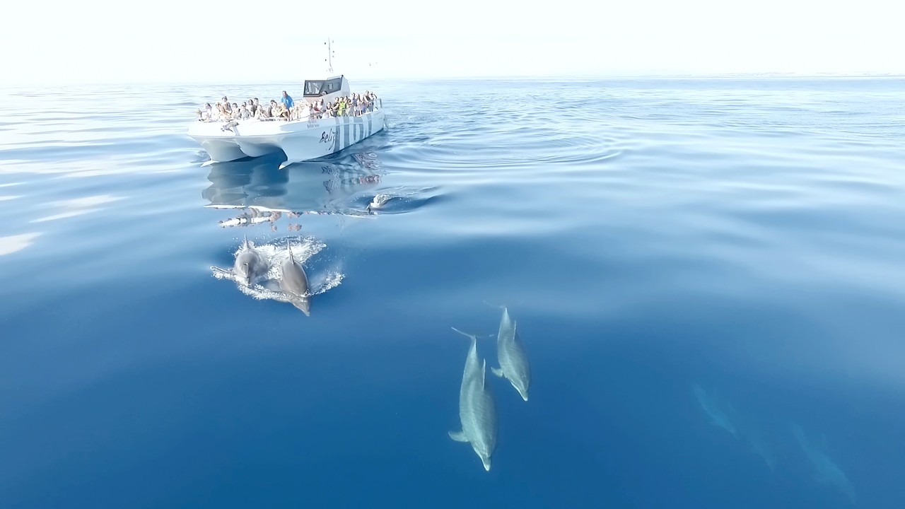 Dolphins And Benagil Caves - Catamaran From Albufeira