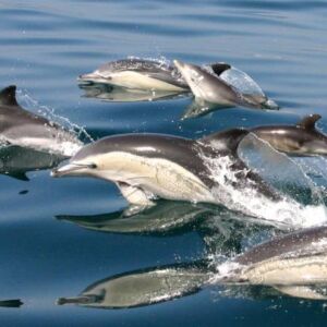 Coast Line And Dolphins Cruise From Albufeira.