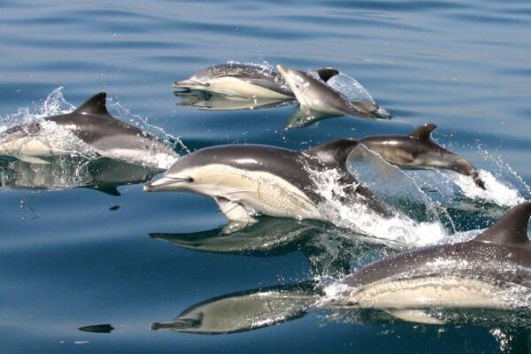Coast Line And Dolphins Cruise From Albufeira