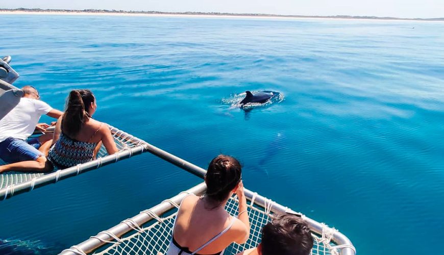 Dolphin watching tours