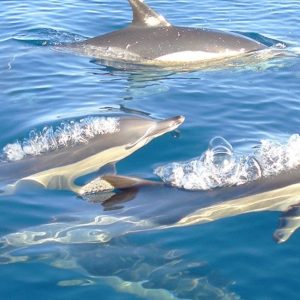 Dolphin Watching Tour – From Fuseta. Observe dolphins behaviour in their natural environment. We are certain that this experience will thrill you.