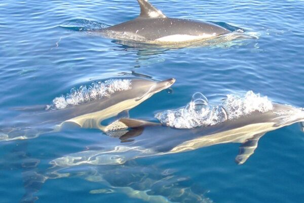 Dolphin Watching Tour – From Fuseta