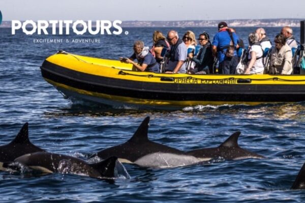 Discovering The Dolphins From Portimão