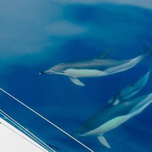 Dolphin Watching - Cabanas de Tavira.