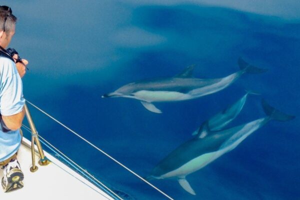 Dolphin Watching – Cabanas de Tavira