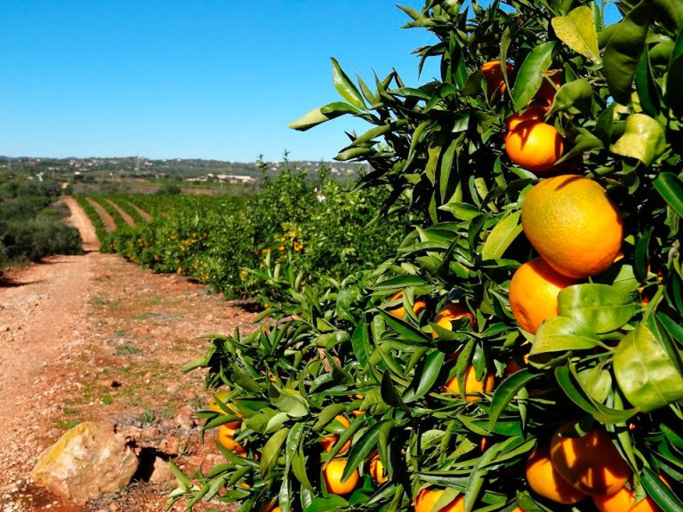 Flavors And Traditions Of The Algarve