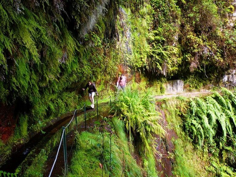 King's Levada / Ribeiro Bonito - This is undoubtedly one of the must do not miss, a magnificent route through the Laurissilva of Madeira, where it is possible to appreciate the unique vegetation of this natural heritage.v