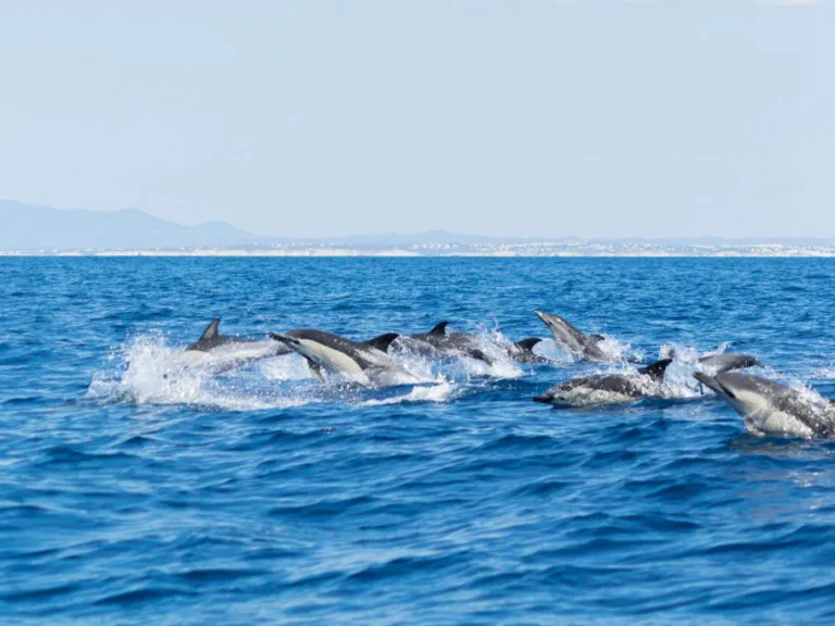 Dolphins And Benagil Caves – Rib Boat