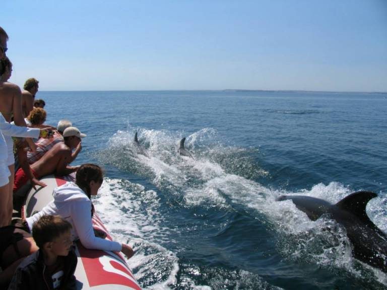 Dolphin Watching From Portimão.
