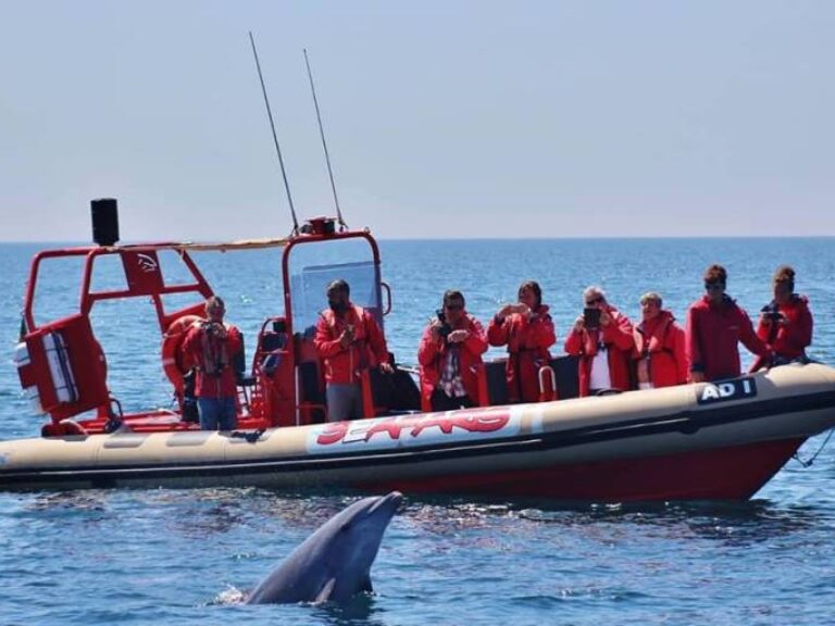 Wild Dolphin Watching From Lagos - Dolphin watching is a must-do activity for anyone visiting the Algarve. Seafaris, the...