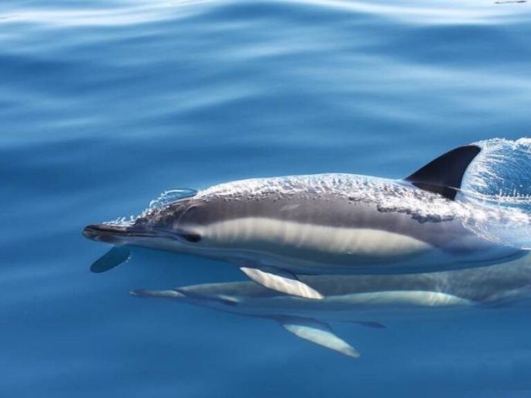 Wild Dolphin Watching From Lagos - Dolphin watching is a must-do activity for anyone visiting the Algarve. Seafaris, the...