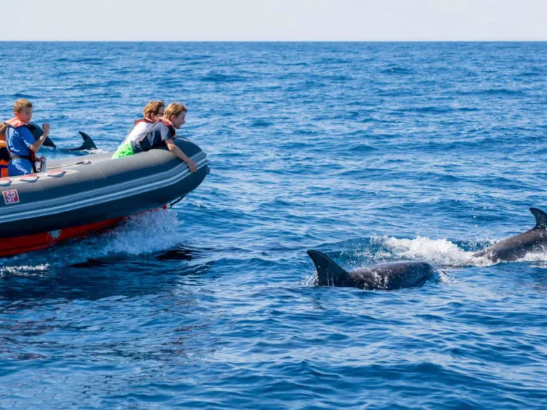 Dolphins And Benagil Caves – Rib Boat