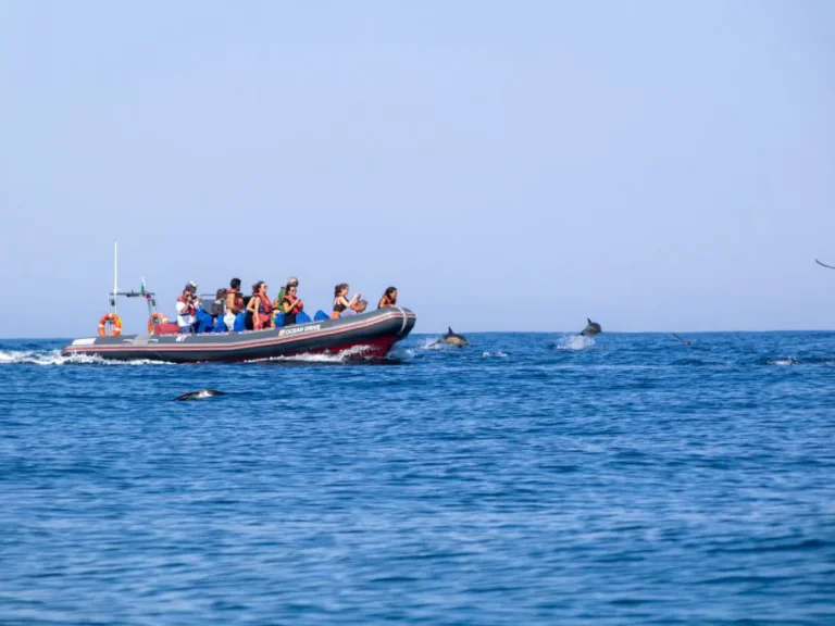 Dolphins And Benagil Caves – Rib Boat