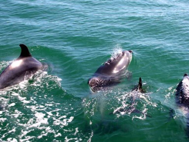 Dolphin Jeep Tour - Arrábida - Departing from Lisbon - Embark on an unforgettable Dolphin Jeep Tour departing from Lisbon.