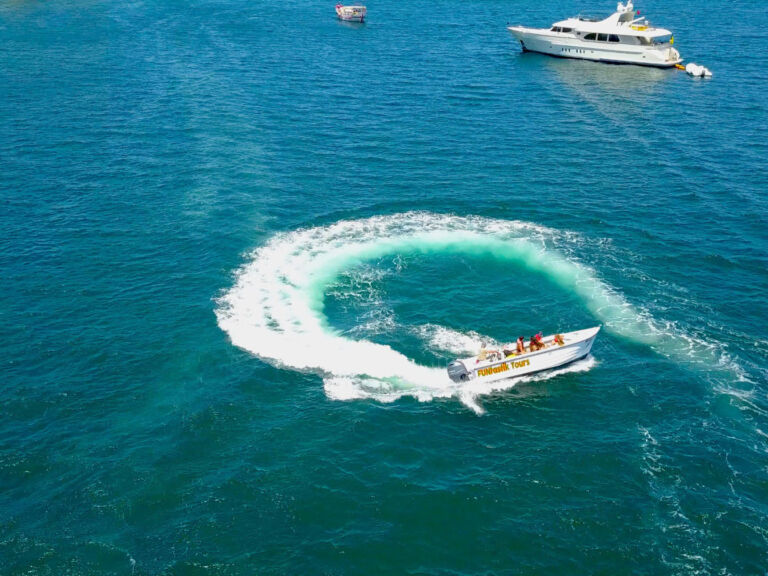 Dolphin Watching From Lagos.